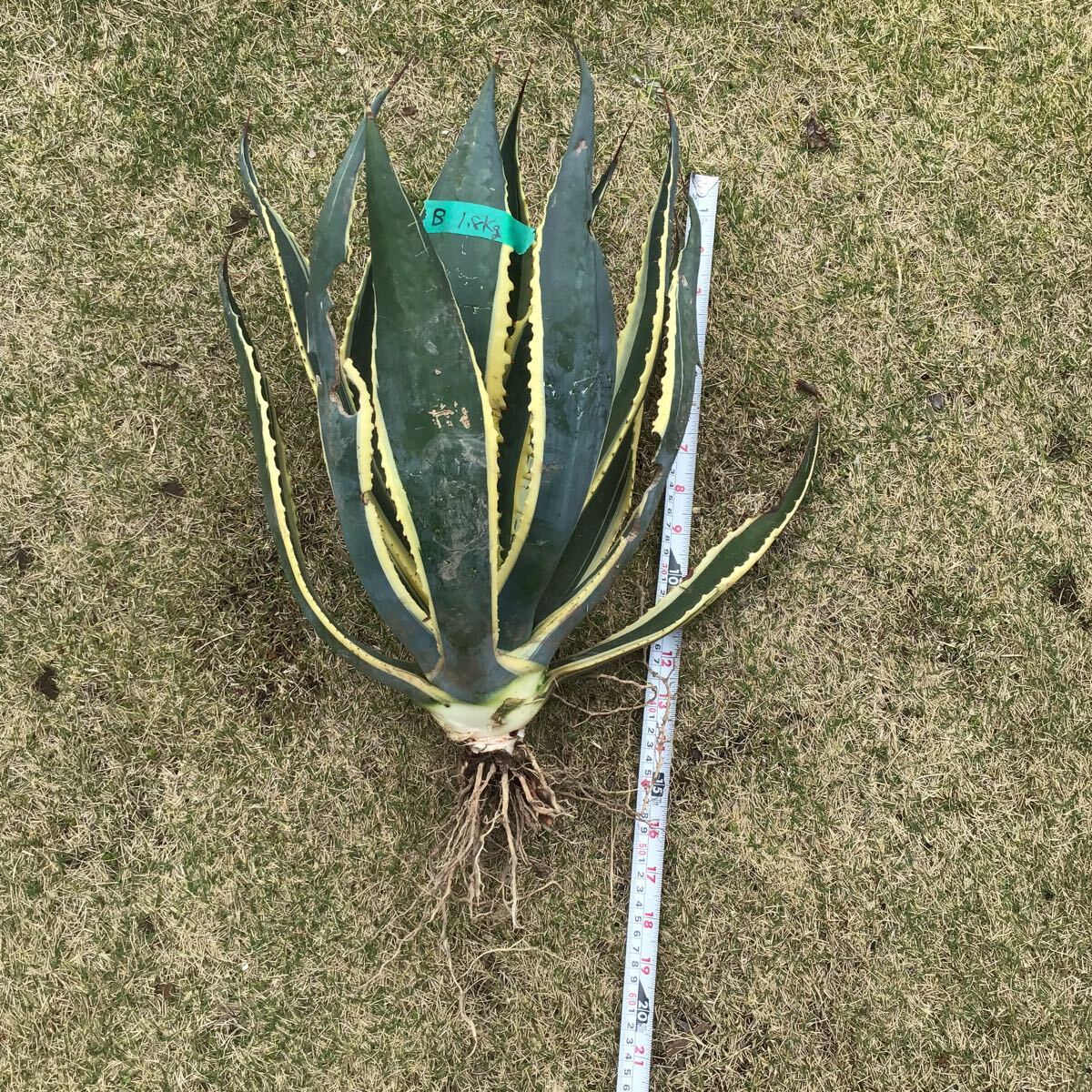 斑入り agave 竜舌蘭 リュウゼツラン アメリカーナ1.8kg Bの画像1