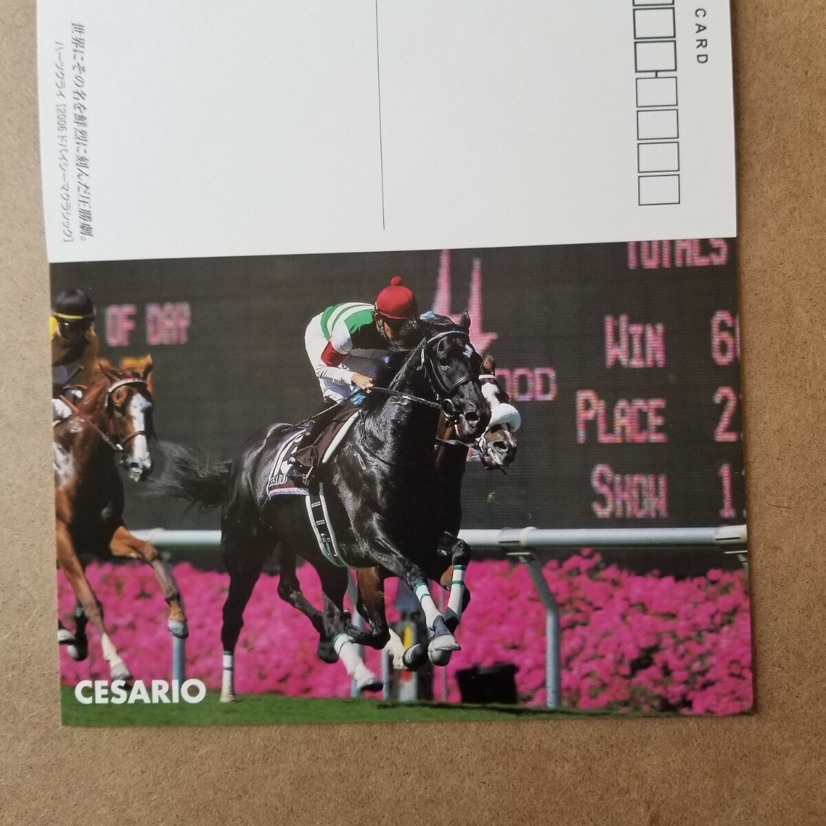 JRA ポストカード セット 未使用 競馬の画像4