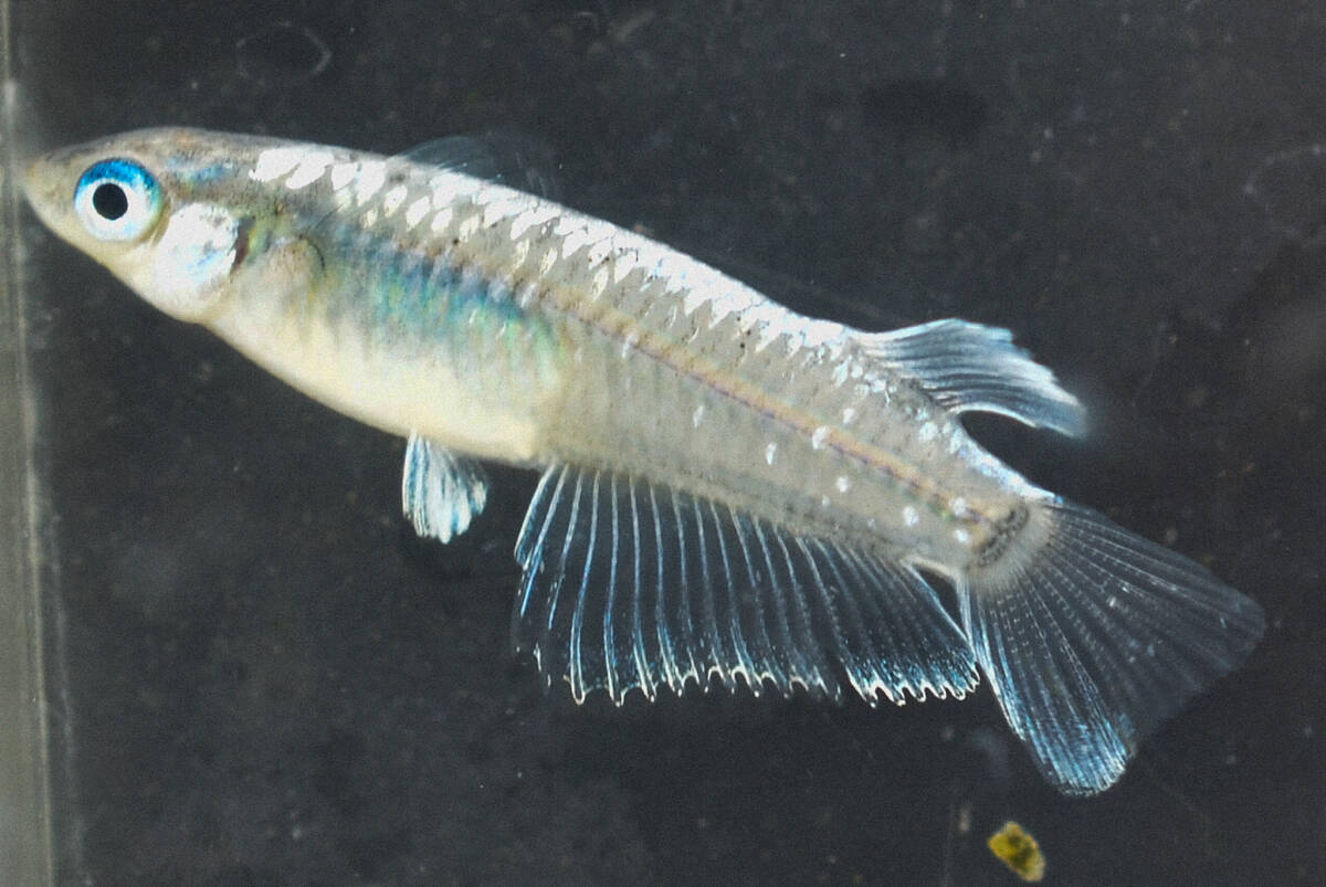 レッドクリフダークタイプ 若魚（2023年産まれ） オス4 メス1(現物出品) ikahoff T-0413-35896-aの画像2
