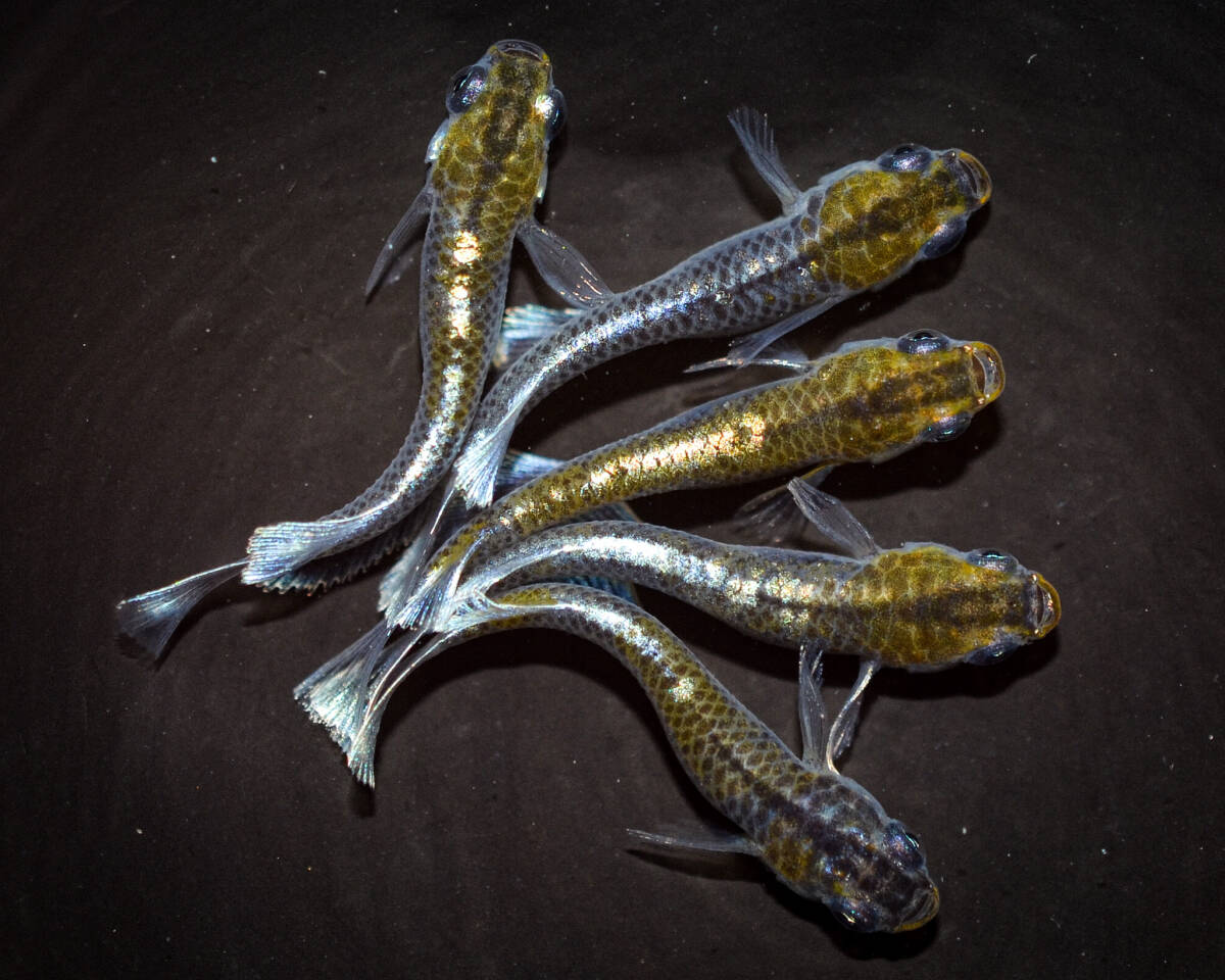 レッドクリフダークタイプ 若魚（2023年産まれ） オス3 メス2(現物出品) ikahoff P-0414-35923-aの画像1