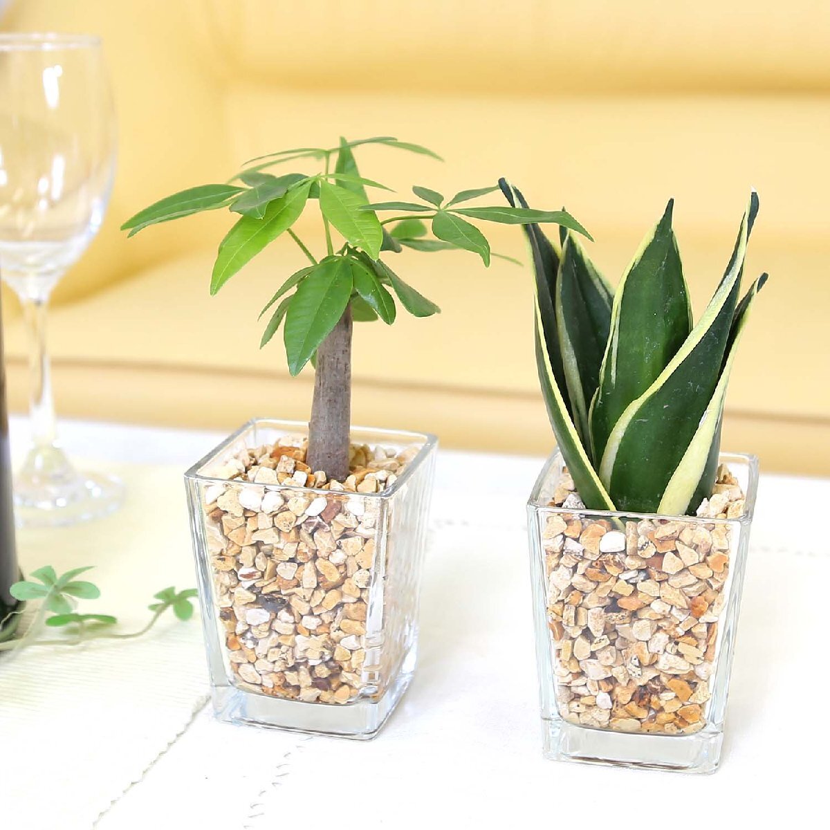  earth . used without clean feeling exist zeo light ... Mini decorative plant A type pakira & sansevieria 2 pot set hydroculture 