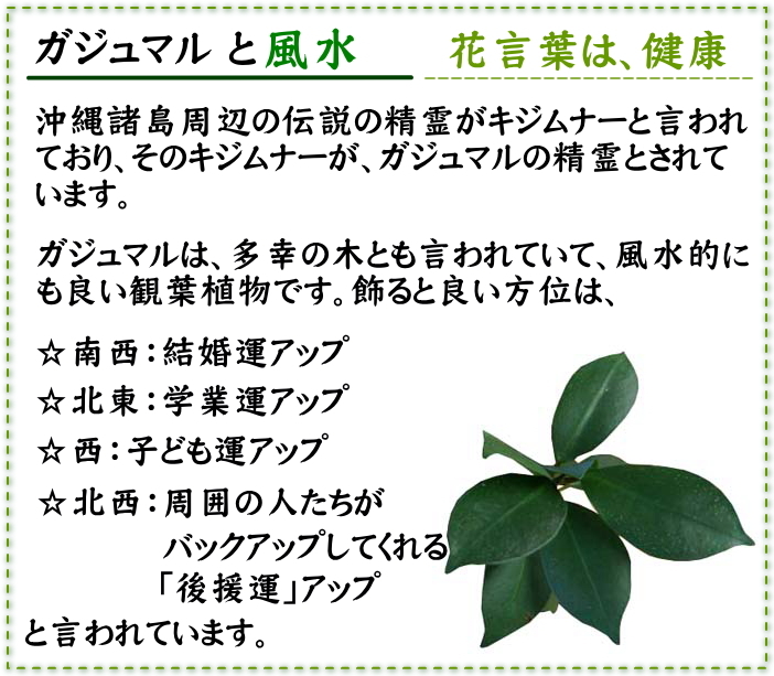 土を使わず清潔感あるゼオライト植えのミニ観葉植物 Aタイプ ガジュマル（がじゅまる） １鉢 ハイドロカルチャーの画像7
