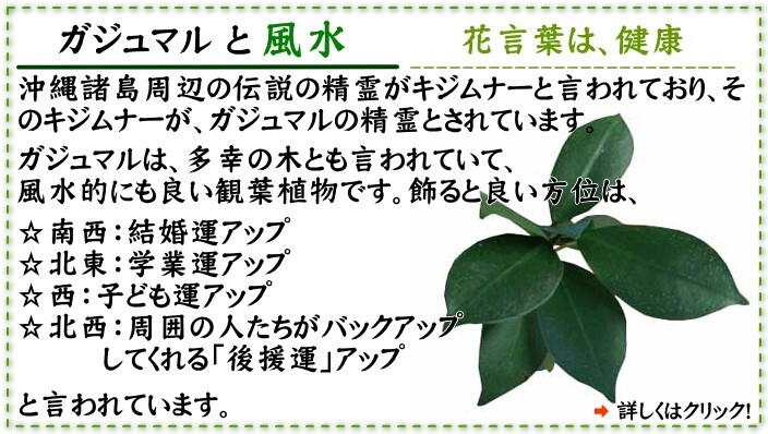 観葉植物 幸せを見守る樹 ガジュマル 5号 ホワイト陶器鉢 丸ロング 1鉢 土の表面 ウッドチップ　送料無料_画像7