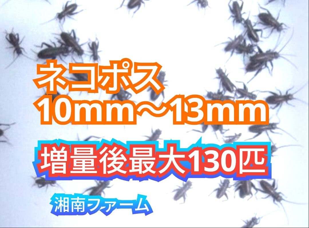 10～13㎜100匹フタホシコオロギ 死着保障2割増量 リピーター様1割増量 (最大で130匹+α)★イエコオロギに比べ栄養価が高く遅鈍で低跳躍!_画像1