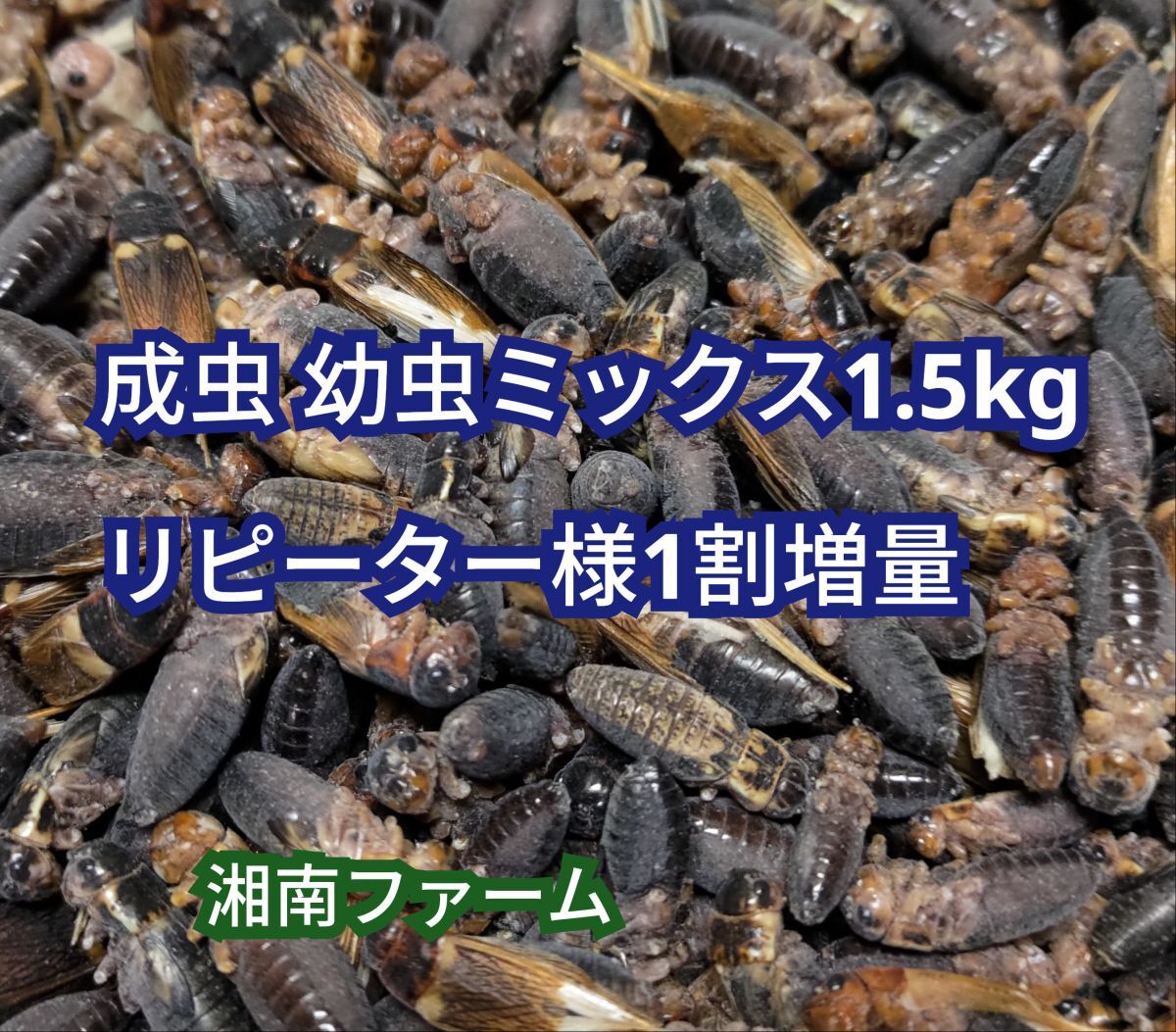 成虫 幼虫ミックス 1.5kg 冷凍 コオロギ 脚部除去済 ★リピーター様1割増量_画像1