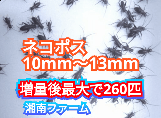 10～13㎜200匹フタホシコオロギ 死着保障2割増量 リピーター様1割増量 (最大で260匹+α)★イエコオロギに比べ栄養価が高く遅鈍で低跳躍!_画像1