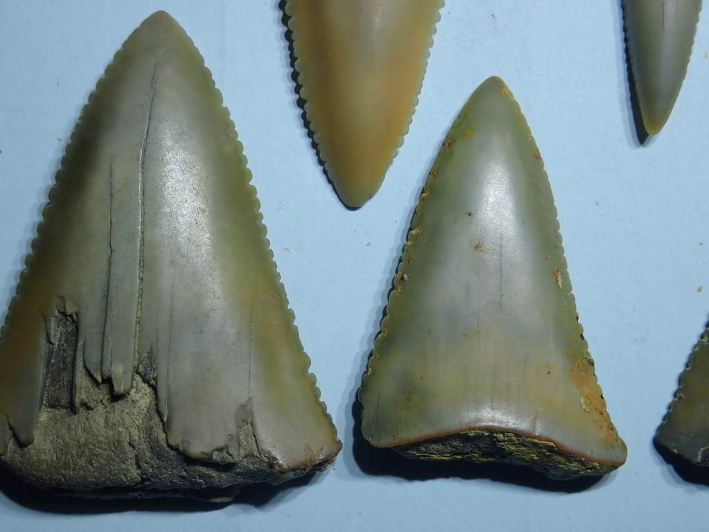 長崎鼻のサメの歯の画像4