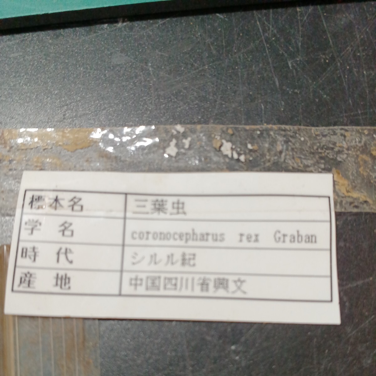 041109 三葉虫 コロノセファルス シルル紀 中国四川省の画像9