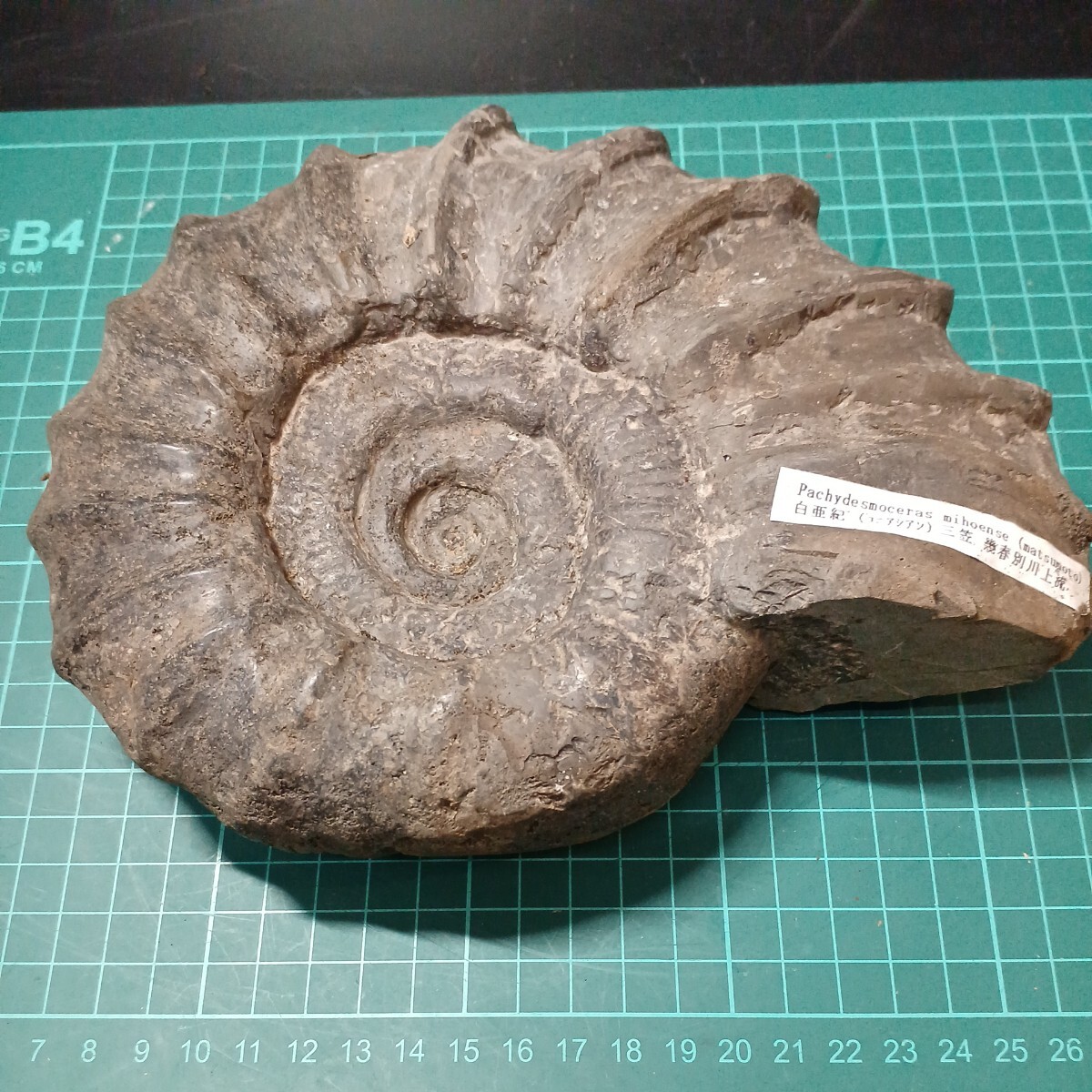 041202 アンモナイト 三笠産 北海道 21cm×17cm×6cm 2282gの画像1