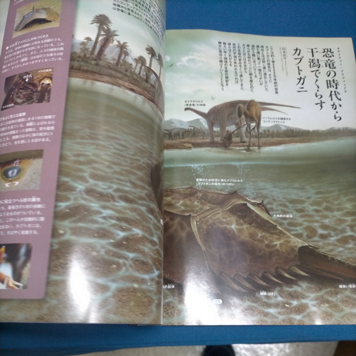 週刊 日本の天然記念物 動物編 34 カブトガニ 本誌 未開封海洋堂フィギュア　_画像7
