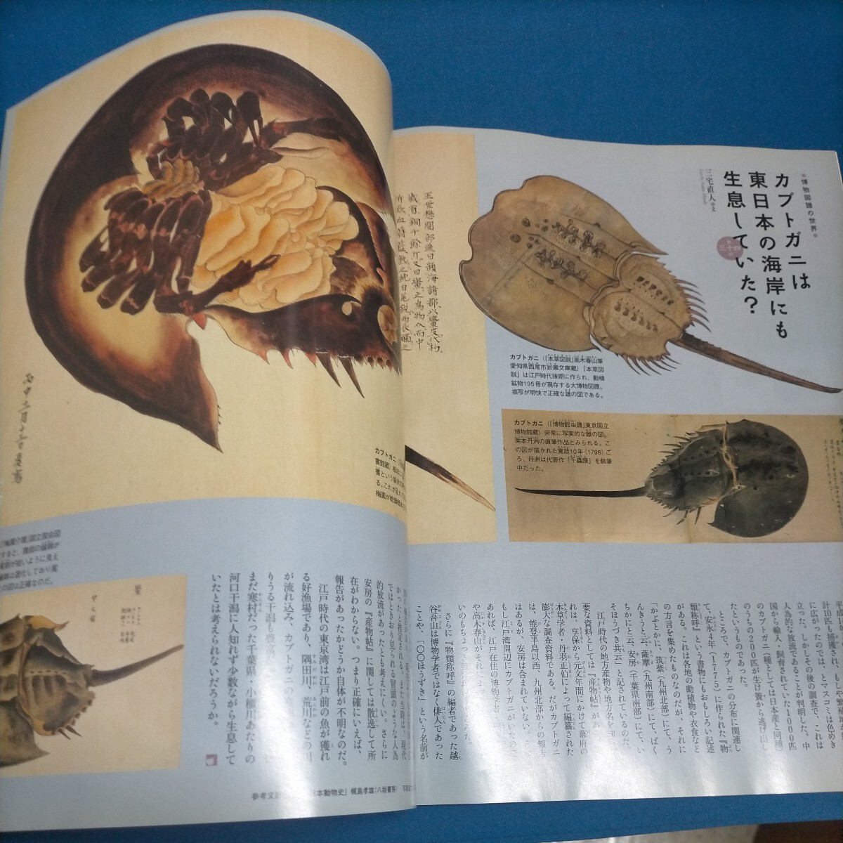 週刊 日本の天然記念物 動物編 34 カブトガニ 本誌 未開封海洋堂フィギュア　_画像9