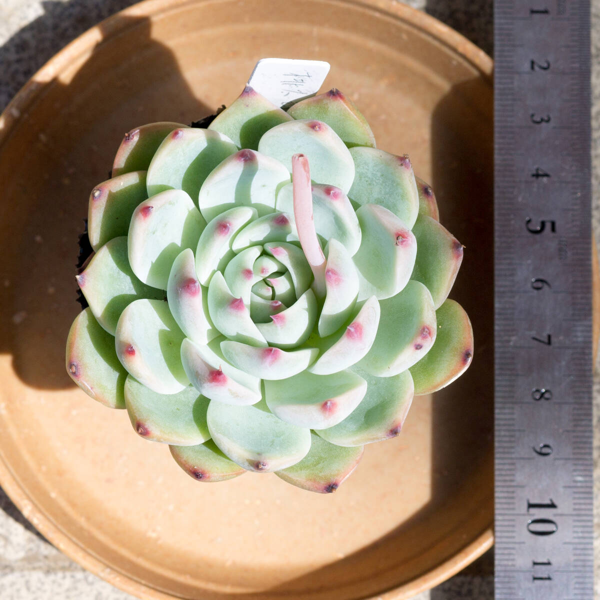 多肉植物 エケベリア・桃太郎 抜き苗の画像2