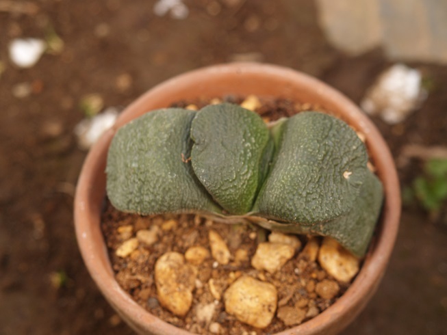 多肉植物　臥牛　抜き苗　第４種_苗サイズ：長さ約8ｃｍ、巾約3ｃｍ鉢３号