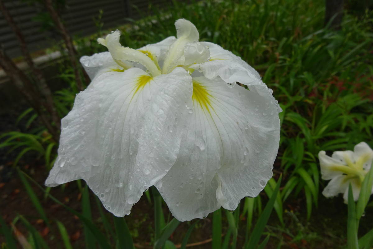 ●ハナショウブ・白色●山野草,日本古来の固有種,草地や湿原に生える花で江戸時代に改良され,純白の花びらは大輪が特徴、優美・品格ありの画像5