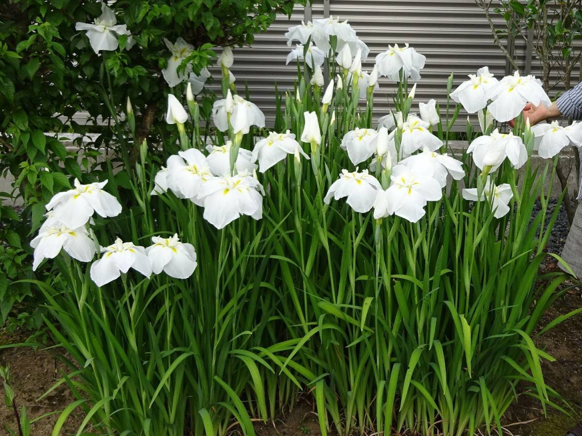 ●ハナショウブ・白色●山野草,日本古来の固有種,草地や湿原に生える花で江戸時代に改良され,純白の花びらは大輪が特徴、優美・品格ありの画像3