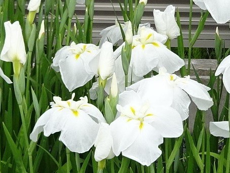 ●ハナショウブ・白色●山野草,日本古来の固有種,草地や湿原に生える花で江戸時代に改良され,純白の花びらは大輪が特徴、優美・品格ありの画像1