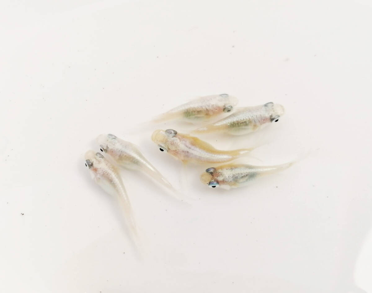 【水華めだか】ホワイトパール（ダルマ、半ダルマ）　若魚　3ペア　本家龍聖様血統　だるまめだか_画像2