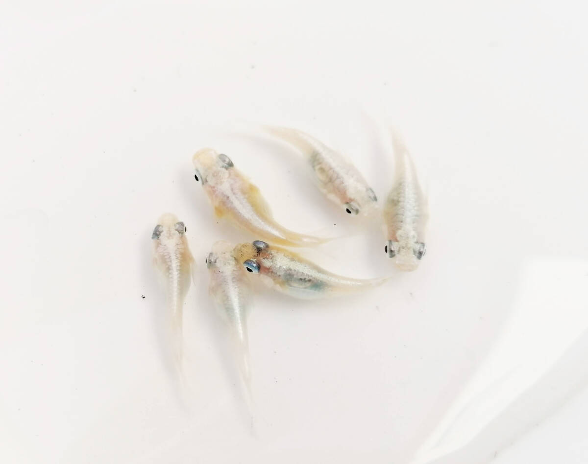 【水華めだか】ホワイトパール（ダルマ、半ダルマ）　若魚　3ペア　本家龍聖様血統　だるまめだか_画像3