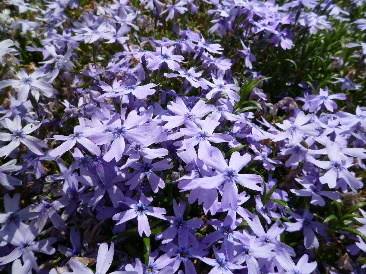 芝桜苗【エメラルドクッションブルー 10ポット】ガーデニングにピッタリのお花