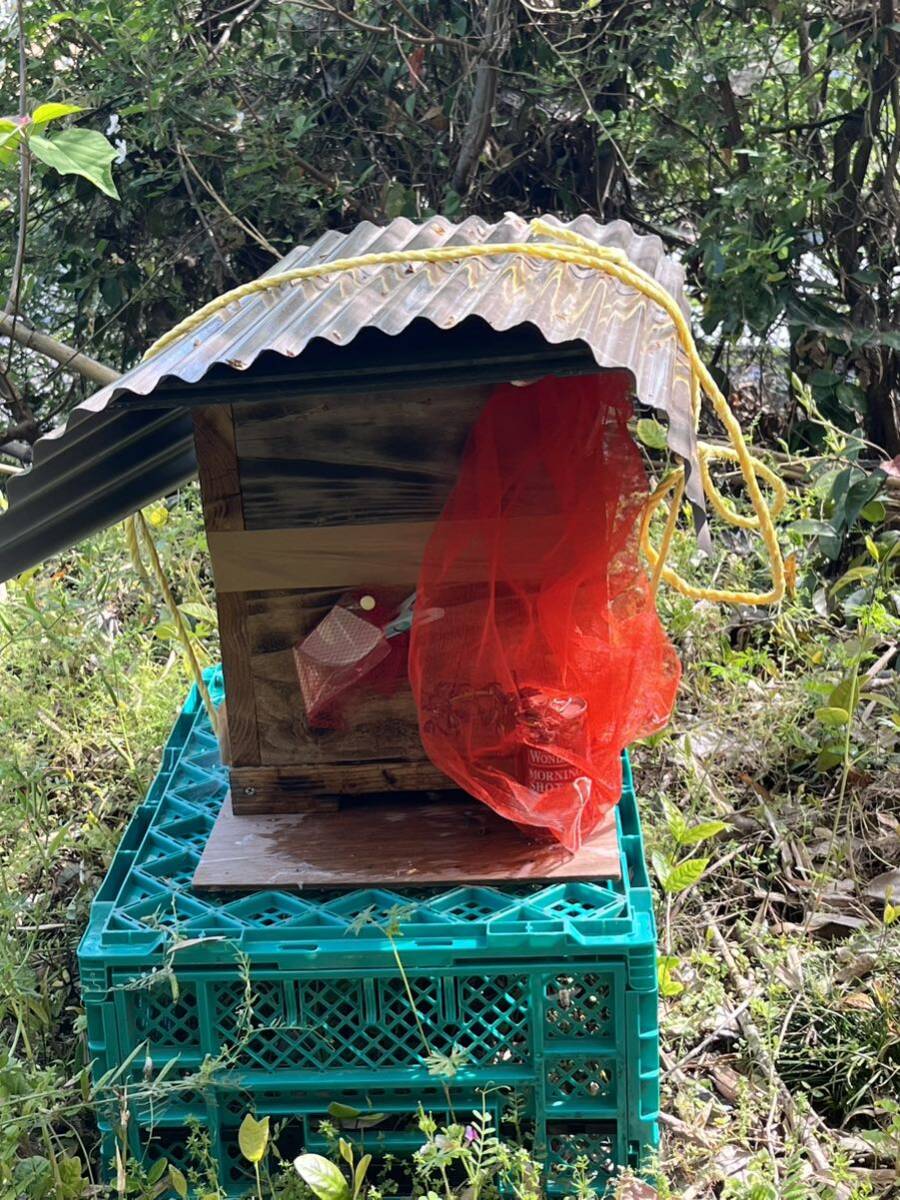 日本蜜蜂ニホンミツバチ分蜂群《引き取り限定》の画像1