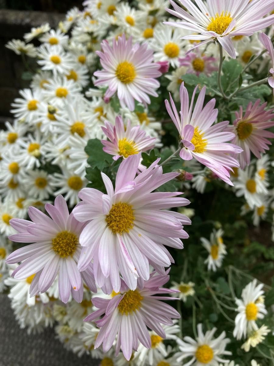 宿根多年草ハナトラノオ8苗秋咲小菊冬至芽10苗