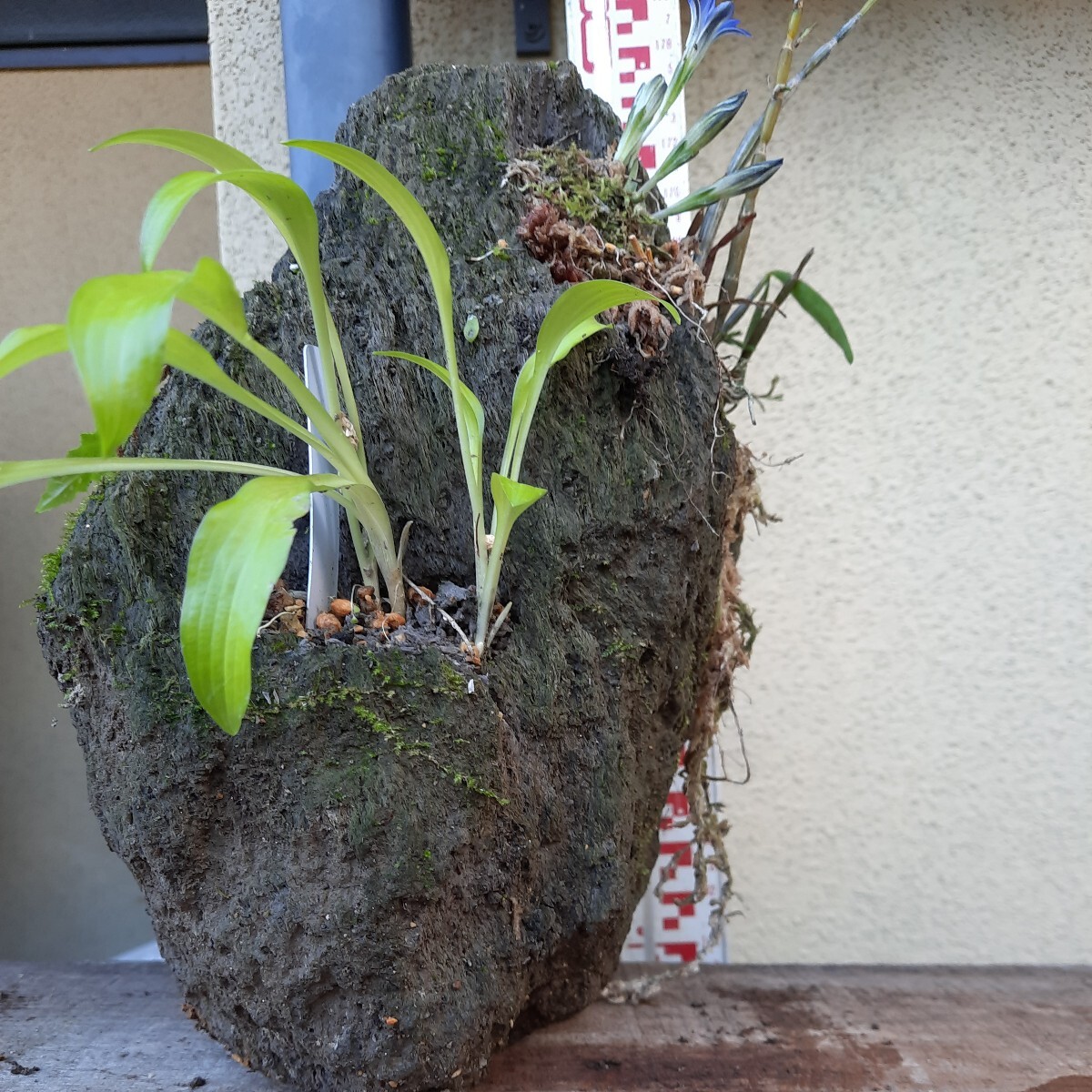 直ぐ苔の着く軽石☆イワタバコ☆ホトトギス ☆春リンドウ☆セッコ☆イワヒバ、①_画像3