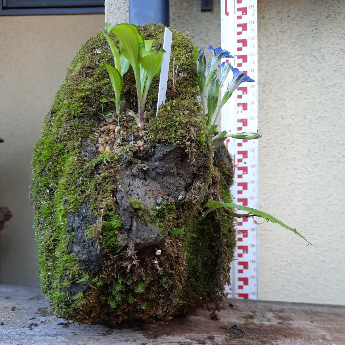 直ぐ苔の着く軽石☆イワタバコ☆ムギラン☆ホトトギス ☆春リンドウ☆イワヒバ②_画像2