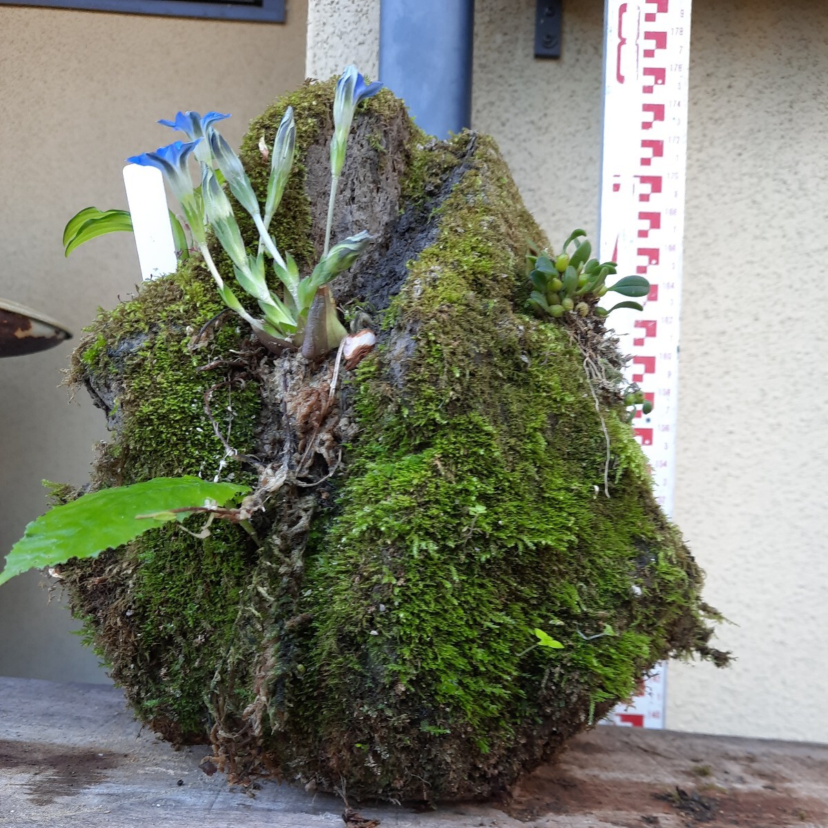 直ぐ苔の着く軽石☆イワタバコ☆ムギラン☆ホトトギス ☆春リンドウ☆イワヒバ②_画像1