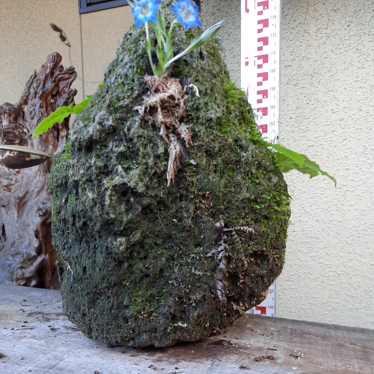 直ぐ苔の着く軽石☆イワタバコ☆ ☆春リンドウ☆イワヒバ④の画像3