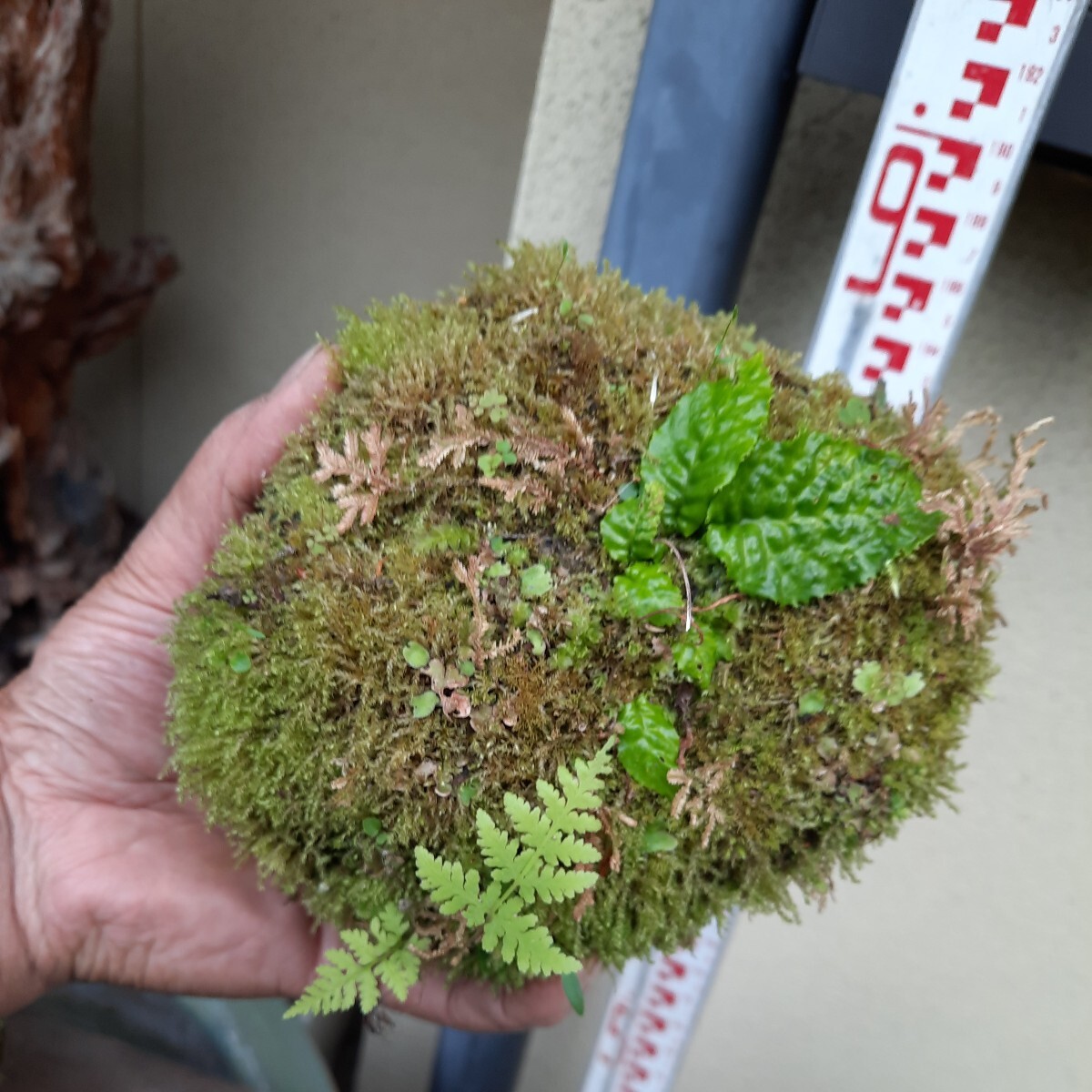 直ぐ苔の着く軽石☆イワタバコ☆シダ①の画像5