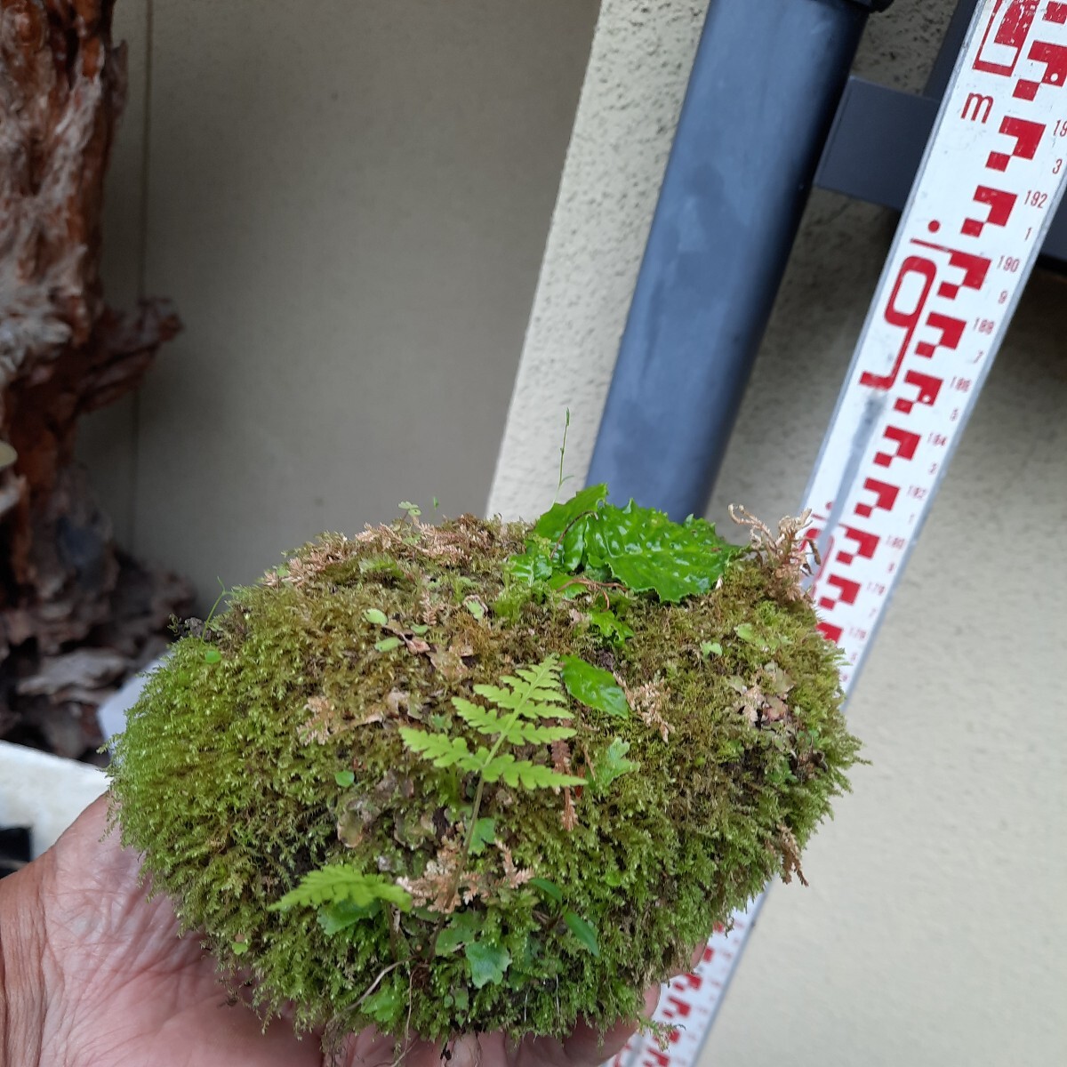 直ぐ苔の着く軽石☆イワタバコ☆シダ①の画像4