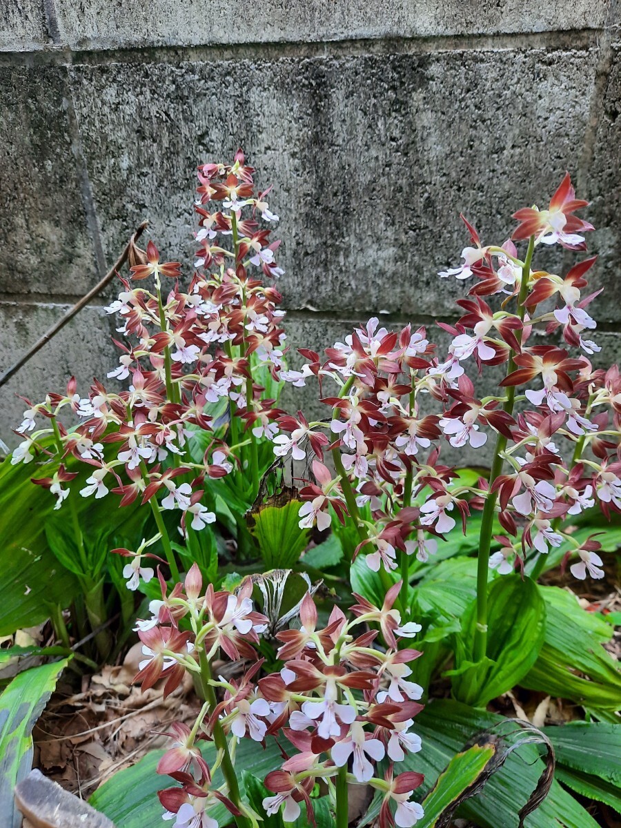 海老根、えびね、エビネ、自然種☆④-1_画像2