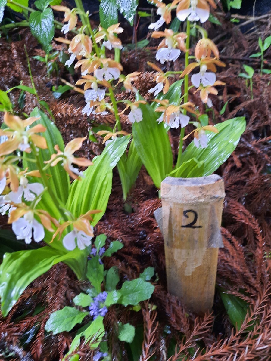 海老根、えびね、エビネ、自然種☆この写真の株全て☆2_画像1