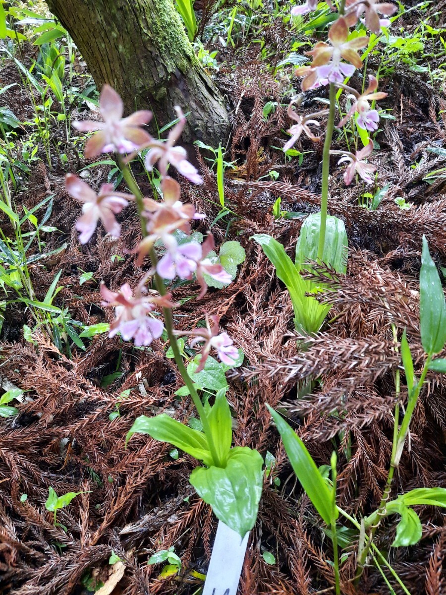 海老根、えびね、エビネ、自然種☆この写真の株全て☆⑭_画像1