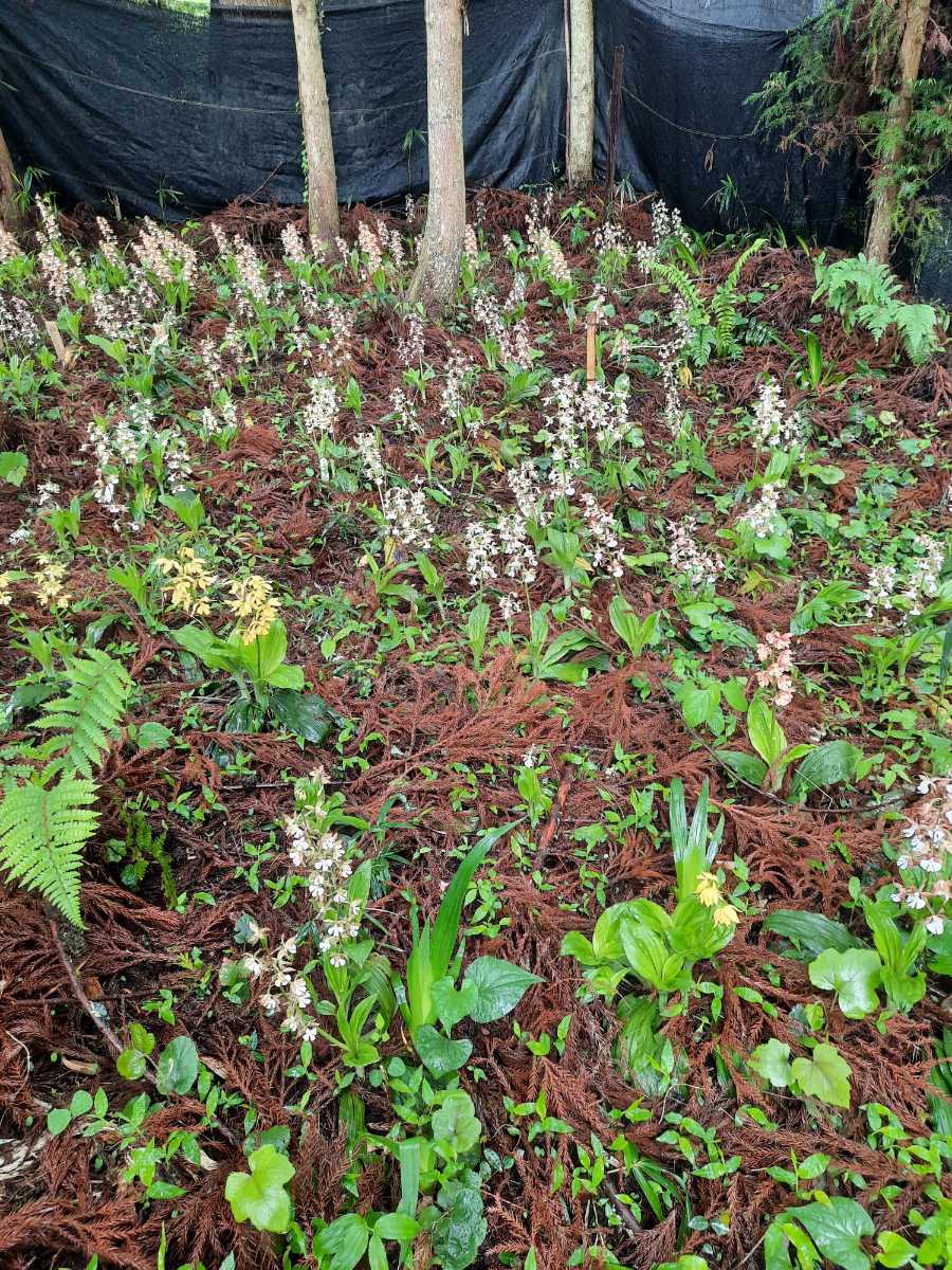 海老根、えびね、エビネ、自然種☆この写真の株全て☆⑭_増殖し自山に植付けした物違反申告しないで