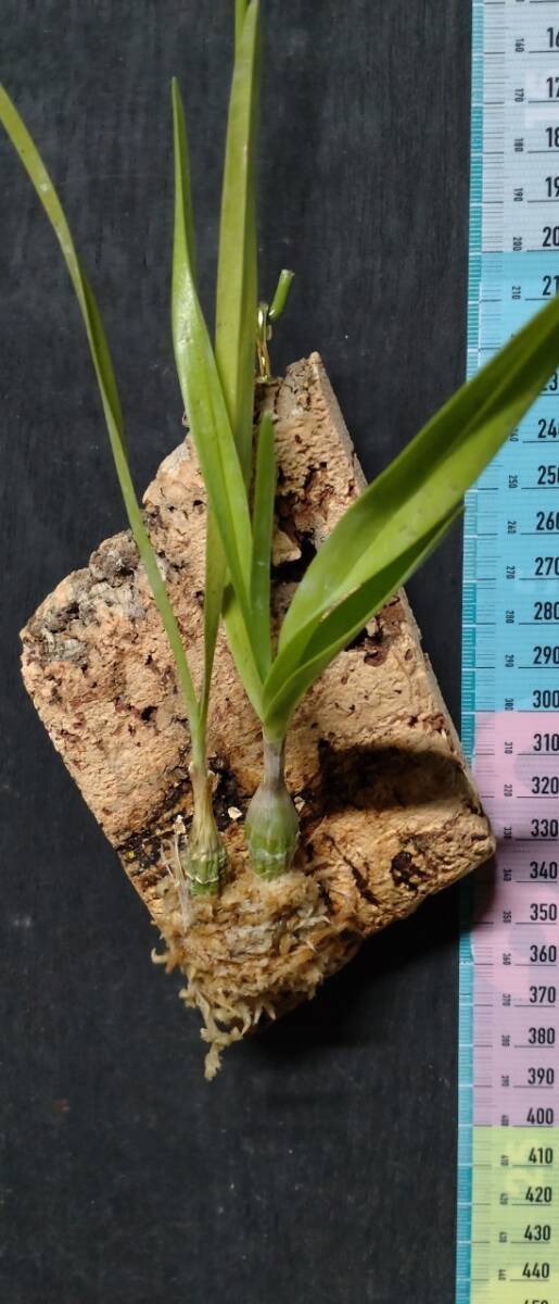 【北軽ガーデン】＊熱帯植物＊Pseudolaelia vellozicola＊洋ラン原種＊カトレア近縁＊シュードレリア ベロツィコーラ＊ブラジル原産＊の画像3