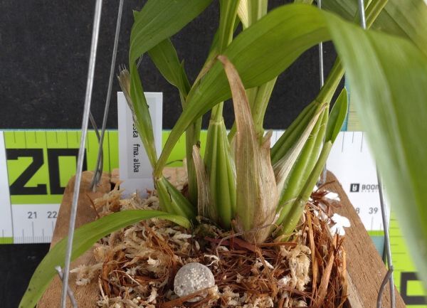 【北軽ガーデン】＊熱帯植物＊Coryanthes alborosea fma.alba＊洋ラン原種＊コリアンテス　アルボロゼア　アルバ＊稀少＊ペルー原産＊_画像3