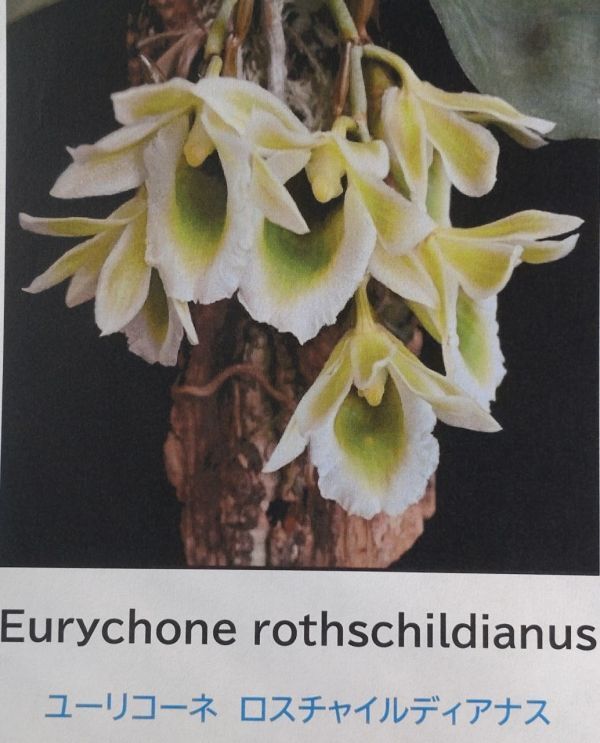 【北軽ガーデン】＊熱帯植物＊Eurychone rothschildianus＊洋ラン＊アングレコイド＊ユーリコーネロスチャイルディアナス＊西アフリカ＊の画像1