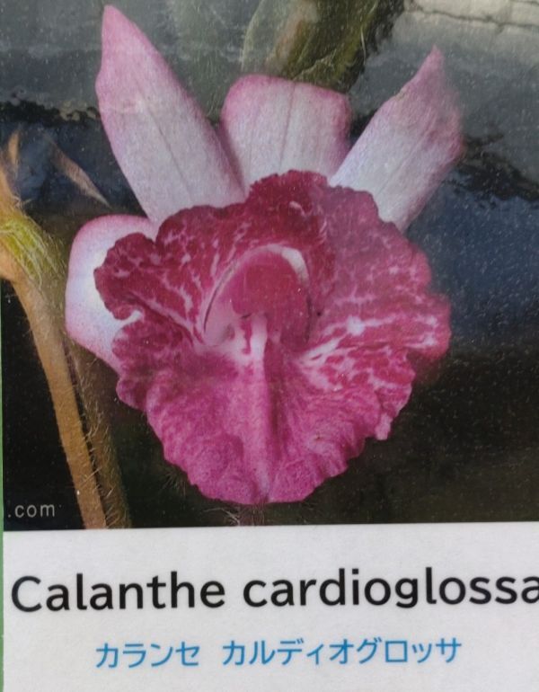 【北軽ガーデン】＊熱帯植物＊Calanthe cardioglossa＊洋ラン原種＊落葉性カランセ＊カランセ カルディオグロッサ＊ミャンマー原産＊の画像1