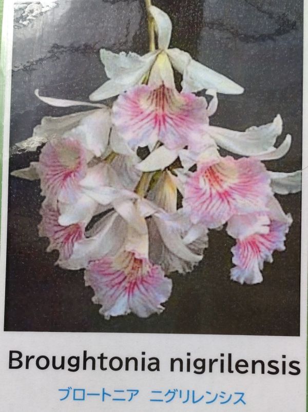 【北軽ガーデン】＊熱帯植物＊Broughtonia negrilensis＊洋ラン原種＊ブロートニア　ネグリレンシス＊可憐な花＊ジャマイカ原産＊_画像1