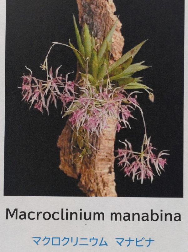 【北軽ガーデン】＊熱帯植物＊Macroclinium manabina＊洋ラン原種＊マクロクリニウム マナビナ＊パルダリウム向き＊エクアドル原産＊の画像1