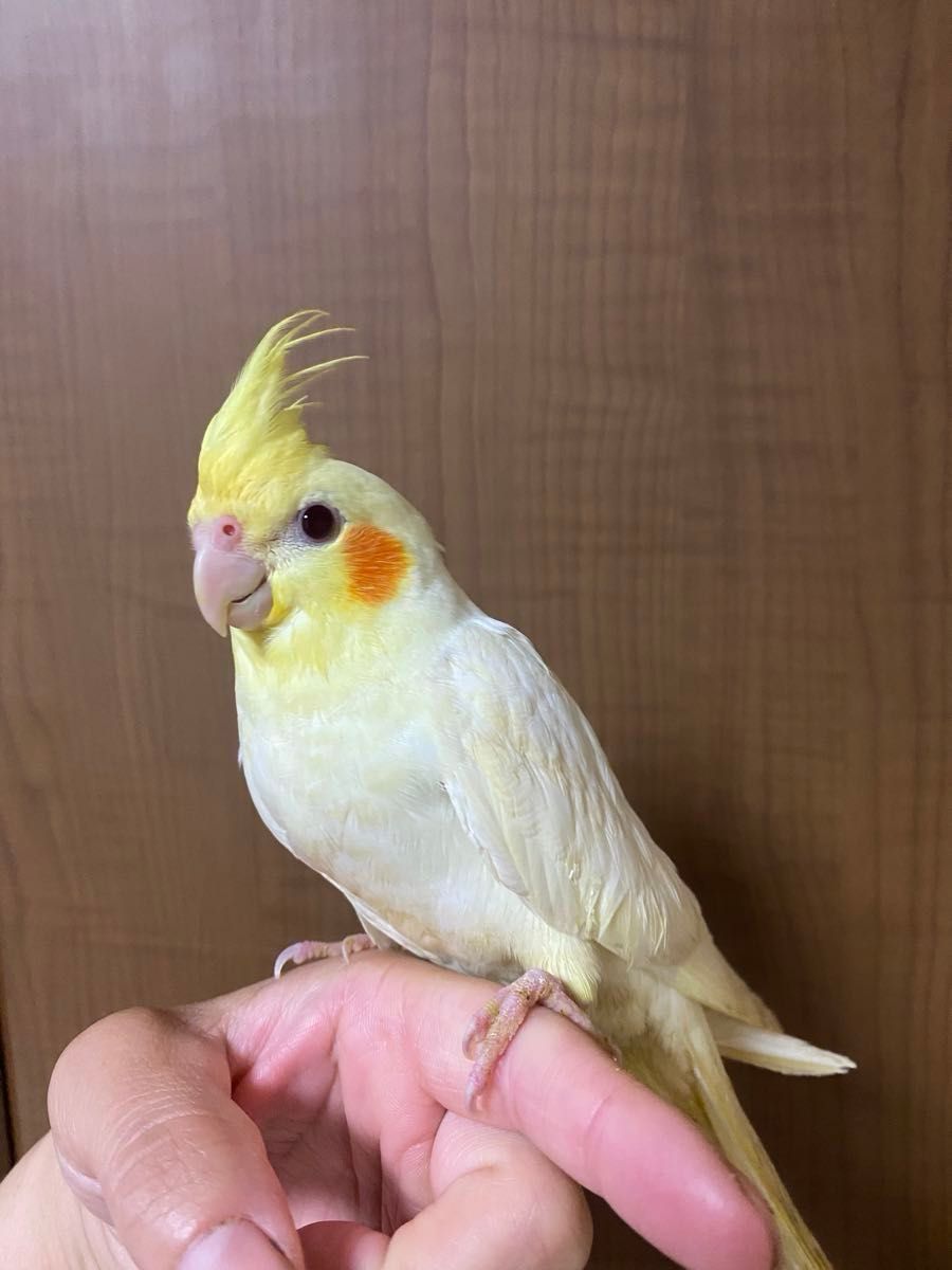 オカメインコ　100% 有精卵　1個　　ラスト