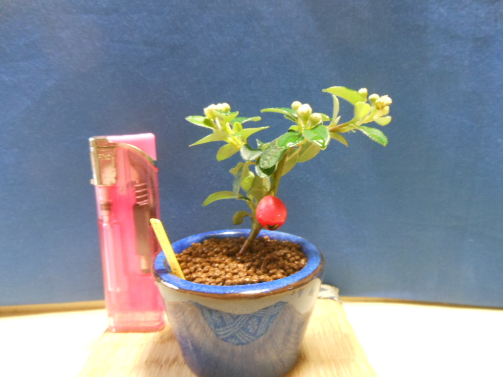 豆助ミニ盆栽 苔桃カマツカの画像1
