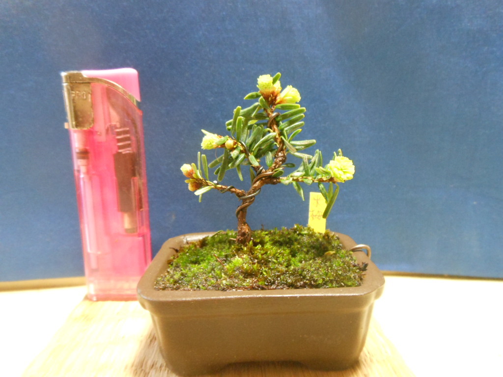  legume . mini bonsai kometsuga