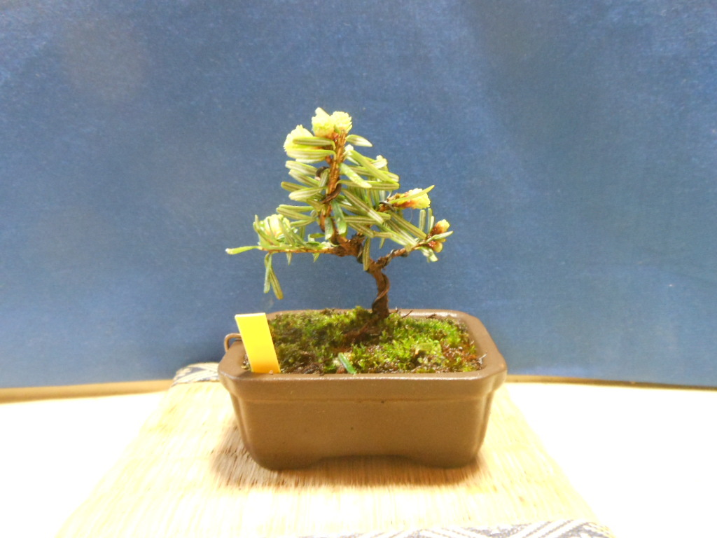  legume . mini bonsai kometsuga