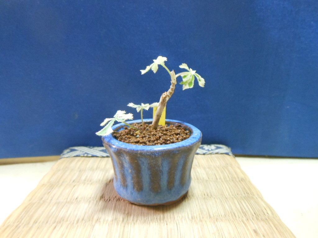  legume . mini bonsai . entering .tsuruukogi