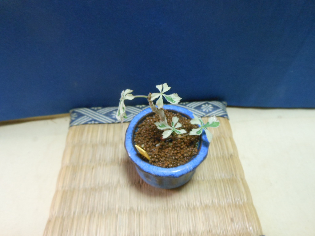  legume . mini bonsai . entering .tsuruukogi