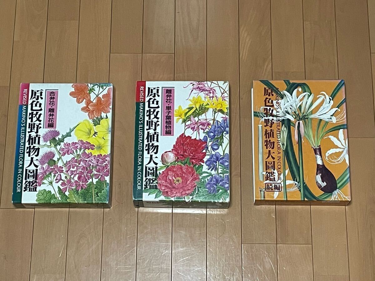 9520円 ☆観音竹 熱帯・亜熱帯地方が原産地です 店舗玄関にご 9520円 ☆観音竹 熱帯・亜熱帯地方が原産地です 店舗玄関にご