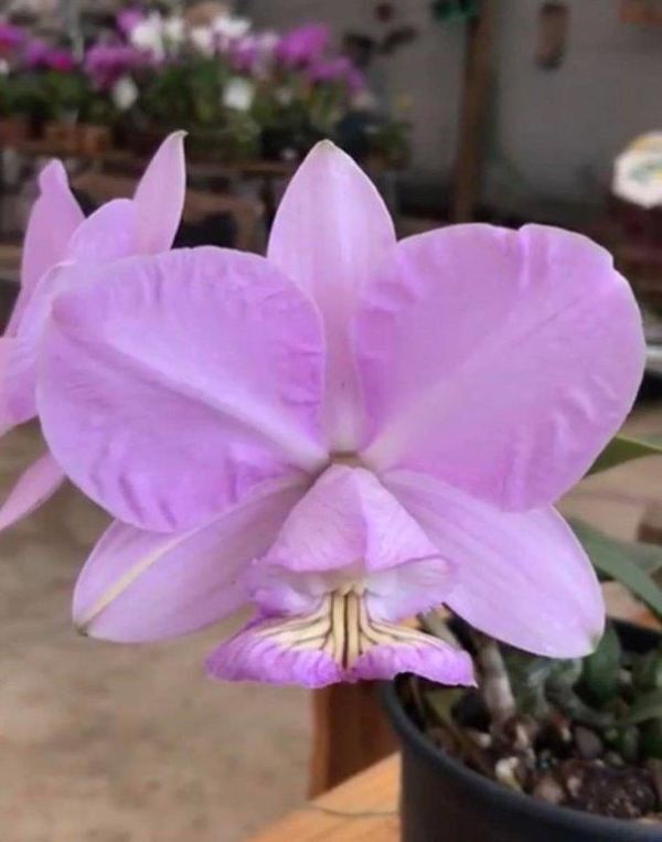 HIF洋蘭 281 C. nobilior var. amaliae 'Beira Rio' x self_画像1