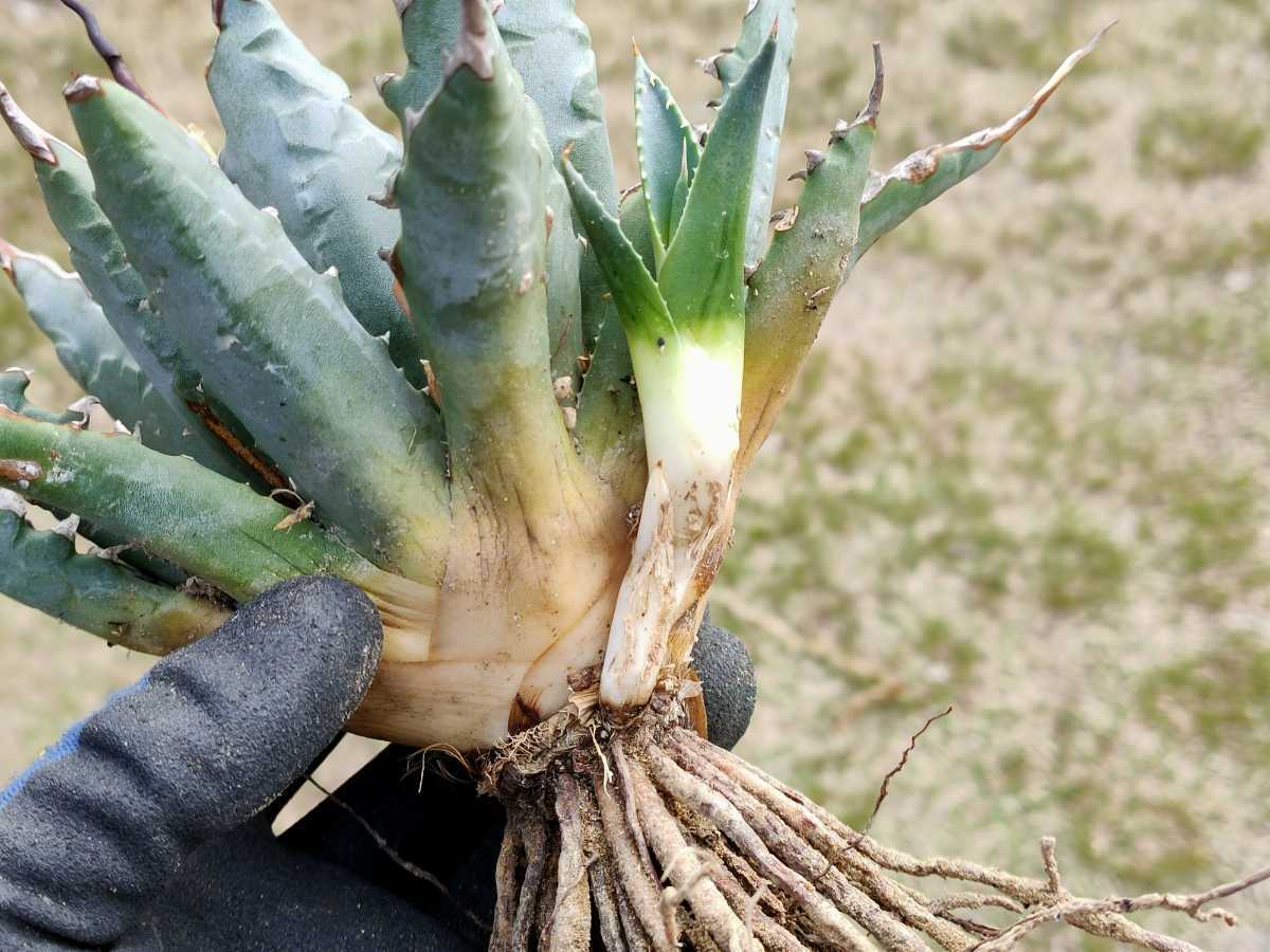 【激レア】アガベ エボリスピナ ハイブリッド 相方不明種 子株 ドチャクソカッコイイ親の子株 agave hybrid eborispina ド・うねりの画像5